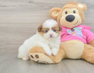 5 week old Shih Pom Puppy For Sale - Pilesgrove Pups