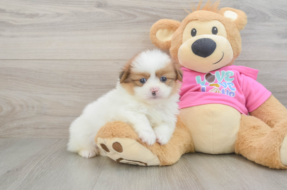 6 week old Shih Pom Puppy For Sale - Pilesgrove Pups