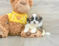 6 week old Shih Pom Puppy For Sale - Pilesgrove Pups