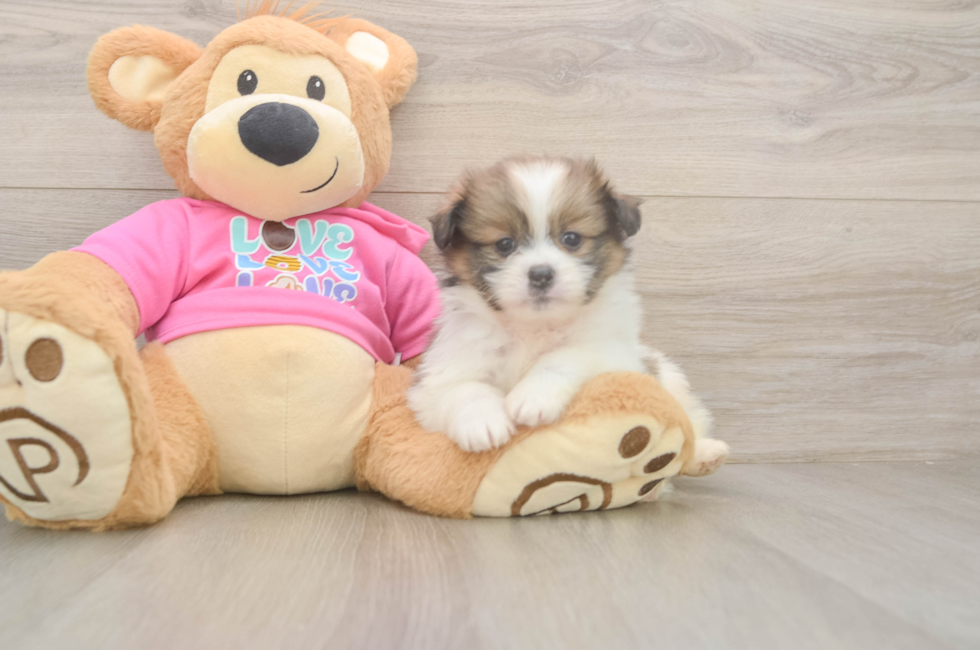 5 week old Shih Pom Puppy For Sale - Pilesgrove Pups