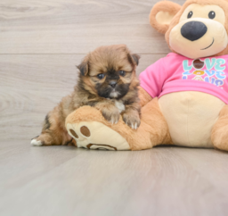 5 week old Shih Pom Puppy For Sale - Pilesgrove Pups