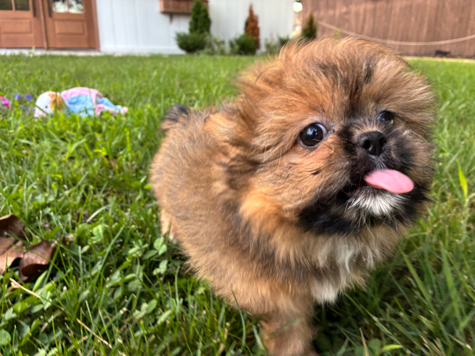 Best Shih Pom Baby