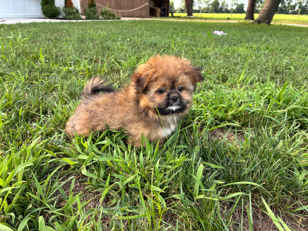 Best Shih Pom Baby