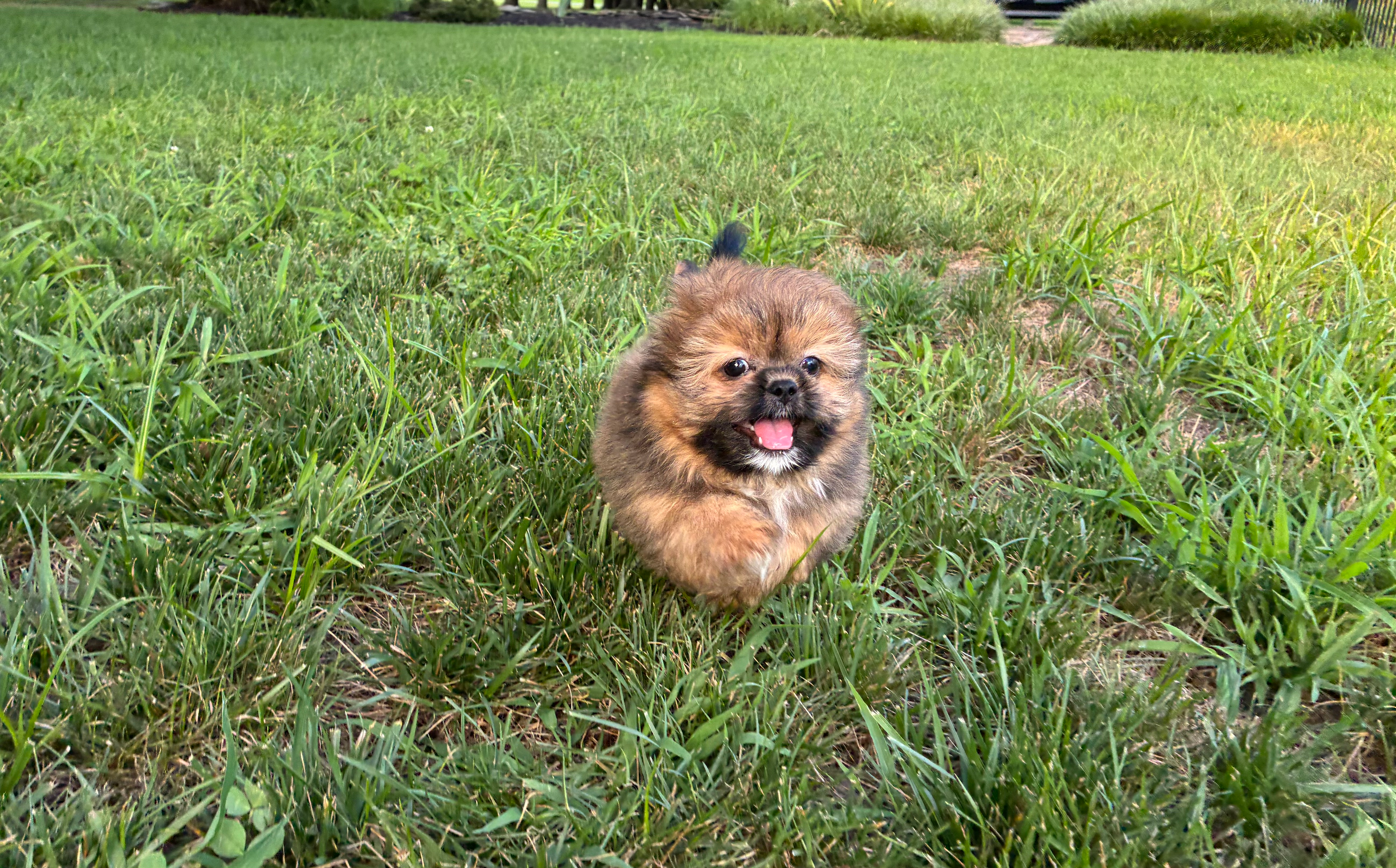 Shih Pom Puppy for Adoption