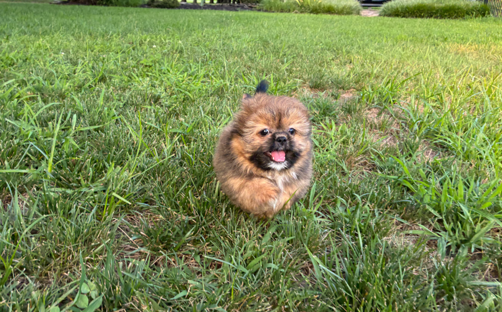 Shih Pom Puppy for Adoption