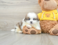 8 week old Shih Pom Puppy For Sale - Pilesgrove Pups