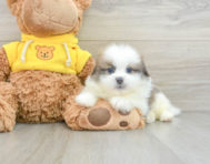 6 week old Shih Pom Puppy For Sale - Pilesgrove Pups