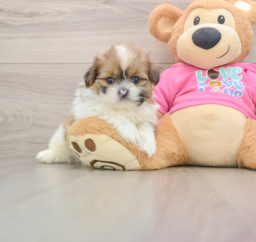 5 week old Shih Pom Puppy For Sale - Pilesgrove Pups