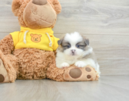 6 week old Shih Pom Puppy For Sale - Pilesgrove Pups