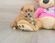 5 week old Shih Pom Puppy For Sale - Pilesgrove Pups