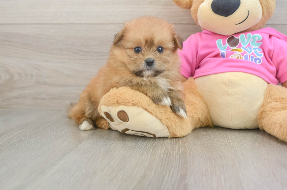6 week old Shih Pom Puppy For Sale - Pilesgrove Pups