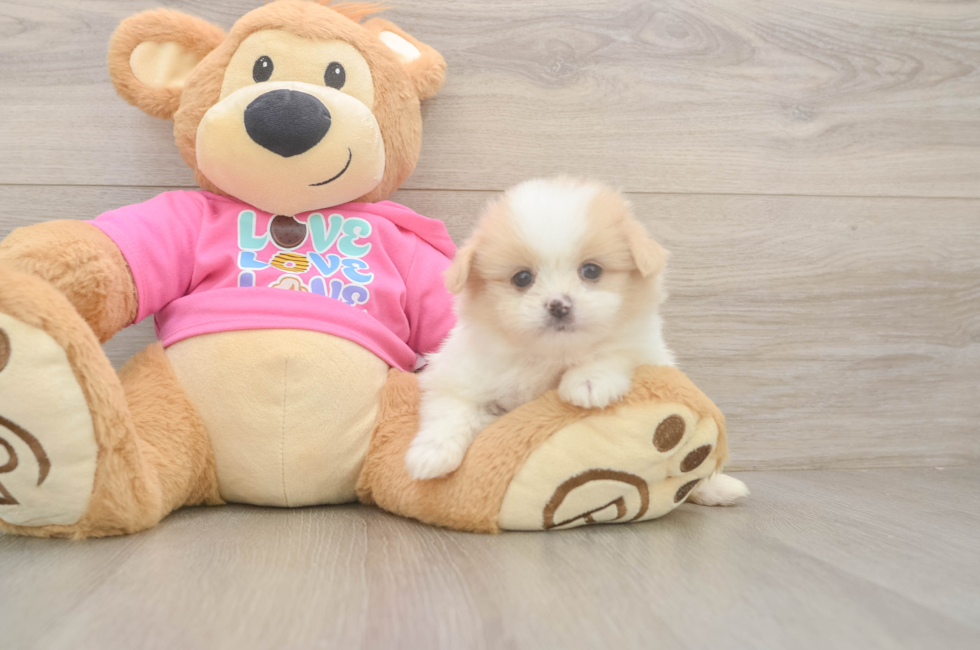 5 week old Shih Pom Puppy For Sale - Pilesgrove Pups