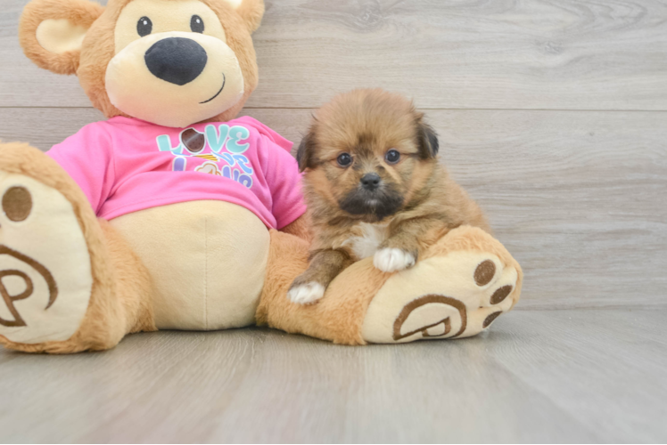 Happy Shih Pom Baby