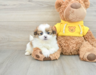 8 week old Shih Pom Puppy For Sale - Pilesgrove Pups