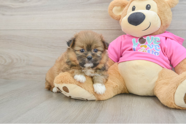 Fluffy Shih Pom Designer Pup