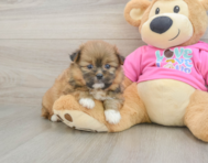 5 week old Shih Pom Puppy For Sale - Pilesgrove Pups