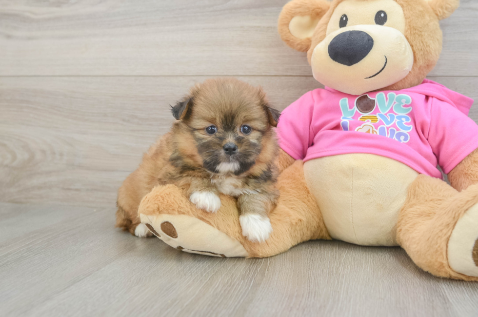6 week old Shih Pom Puppy For Sale - Pilesgrove Pups