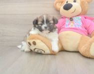 5 week old Shih Pom Puppy For Sale - Pilesgrove Pups