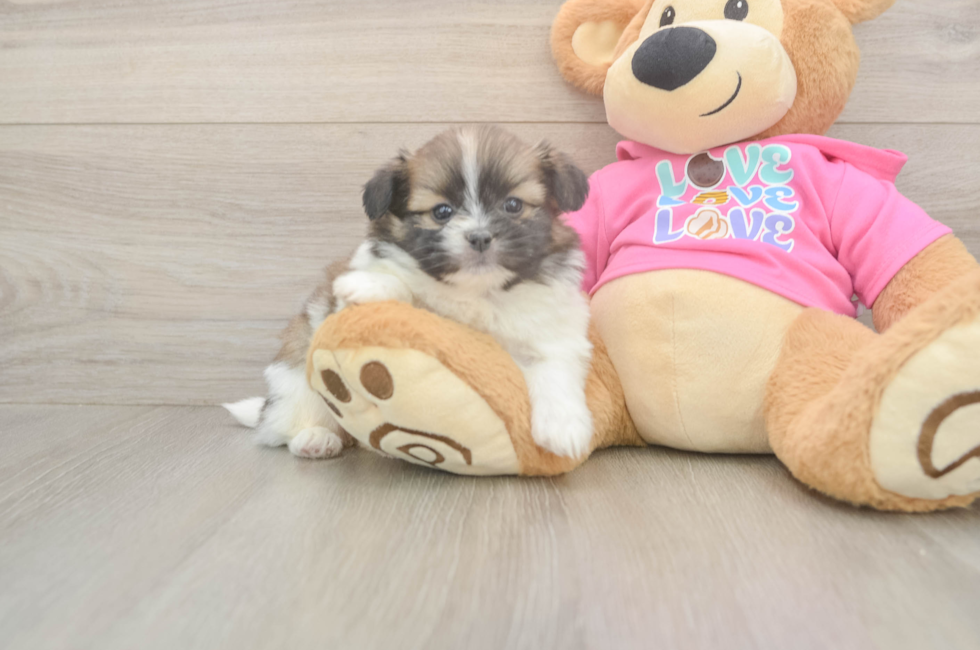 5 week old Shih Pom Puppy For Sale - Pilesgrove Pups