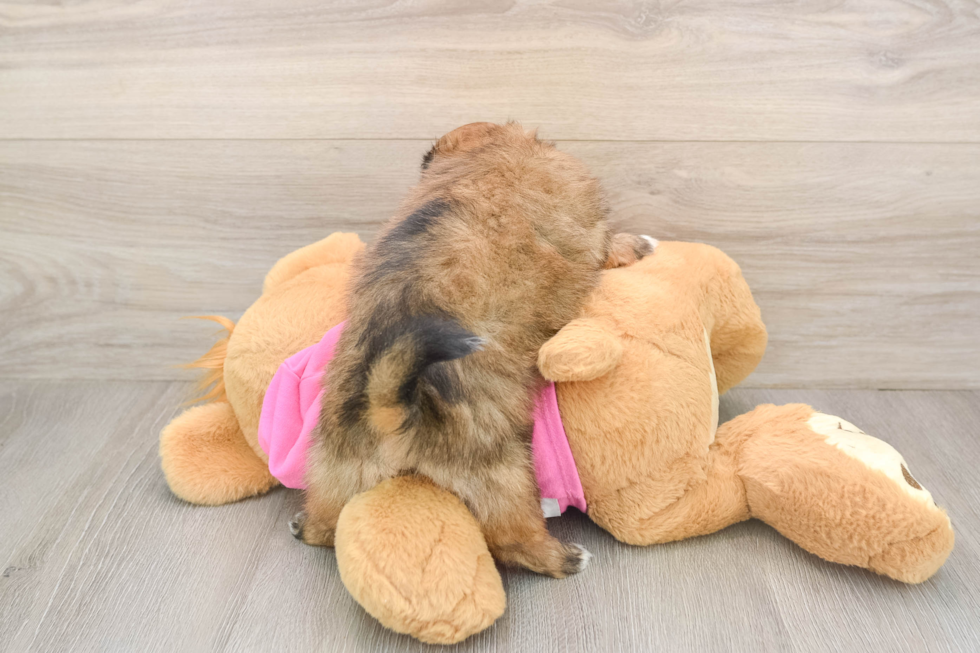 Best Shih Pom Baby