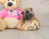 6 week old Shih Pom Puppy For Sale - Pilesgrove Pups