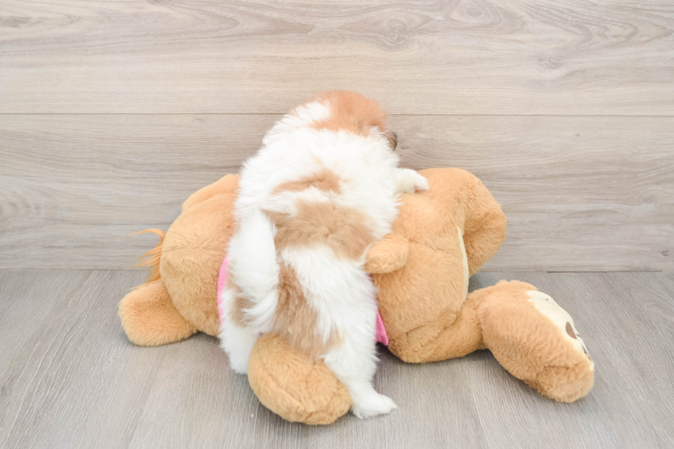 Shih Pom Puppy for Adoption