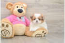 Fluffy Shih Pom Designer Pup