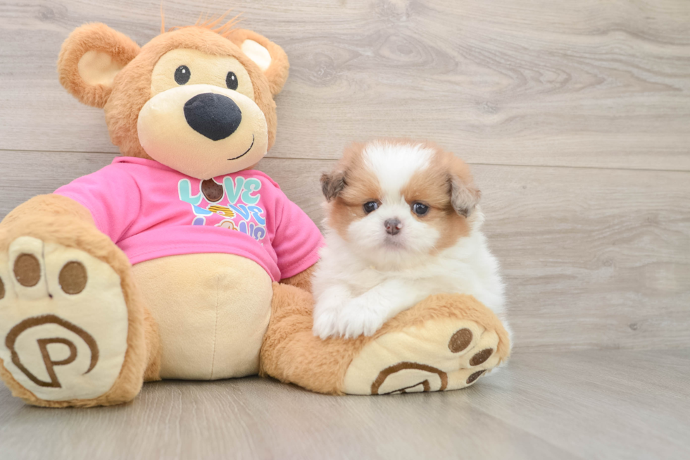 Fluffy Shih Pom Designer Pup