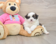 5 week old Shih Pom Puppy For Sale - Pilesgrove Pups