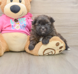 5 week old Shih Pom Puppy For Sale - Pilesgrove Pups