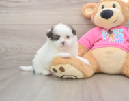 5 week old Shih Pom Puppy For Sale - Pilesgrove Pups