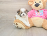 5 week old Shih Pom Puppy For Sale - Pilesgrove Pups
