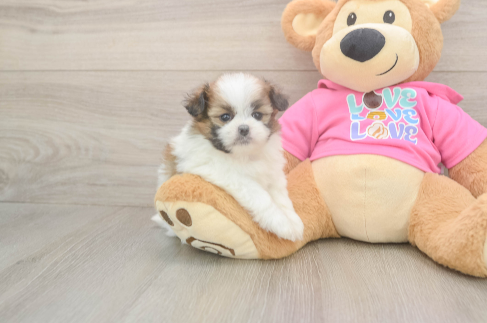 5 week old Shih Pom Puppy For Sale - Pilesgrove Pups
