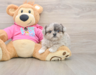 6 week old Shih Pom Puppy For Sale - Pilesgrove Pups