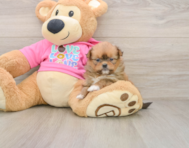 8 week old Shih Pom Puppy For Sale - Pilesgrove Pups