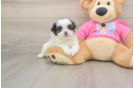Friendly Shih Pom Baby