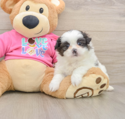 6 week old Shih Pom Puppy For Sale - Pilesgrove Pups