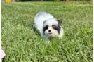 Shih Pom Pup Being Cute