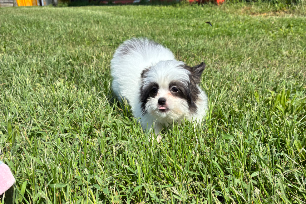 Shih Pom Pup Being Cute