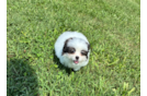 Cute Shih Pom Designer Pup