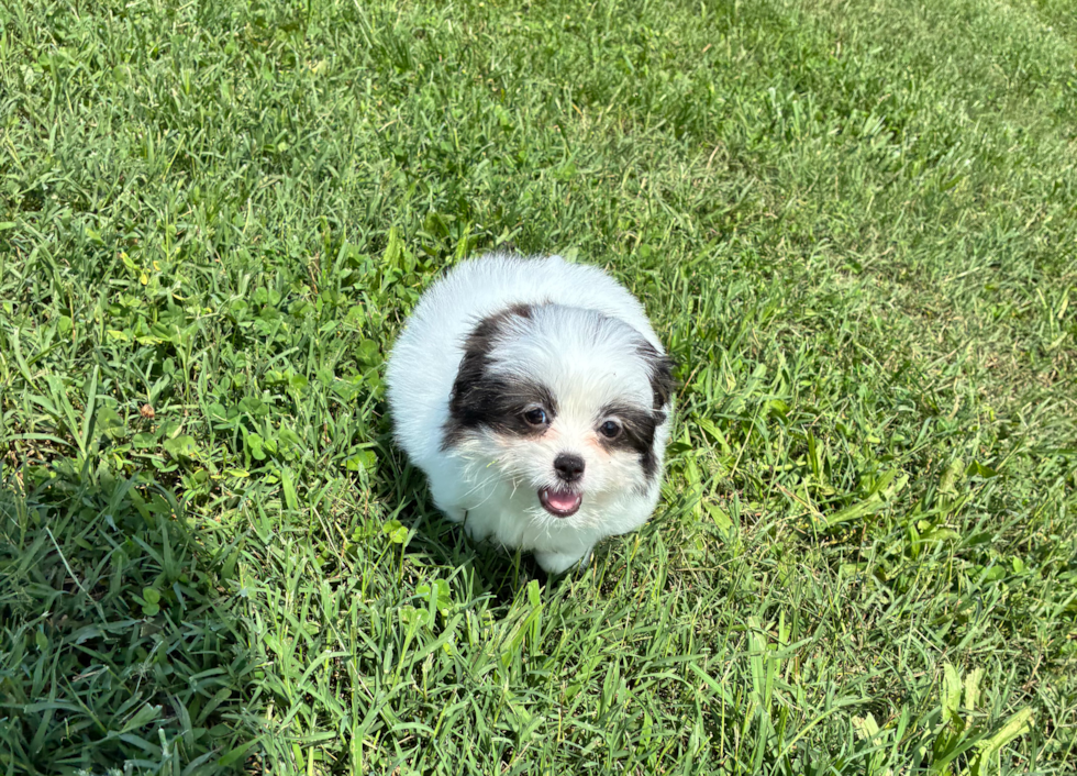 Cute Shih Pom Designer Pup