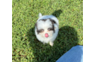 Shih Pom Pup Being Cute