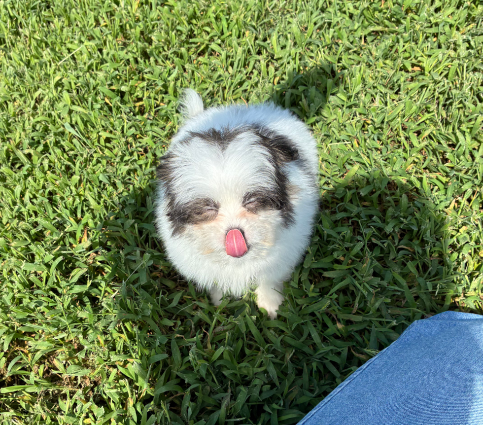 Shih Pom Pup Being Cute
