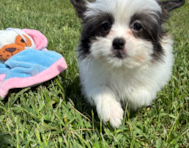 13 week old Shih Pom Puppy For Sale - Pilesgrove Pups
