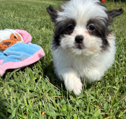 11 week old Shih Pom Puppy For Sale - Pilesgrove Pups