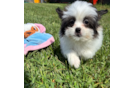 Cute Shih Pom Baby