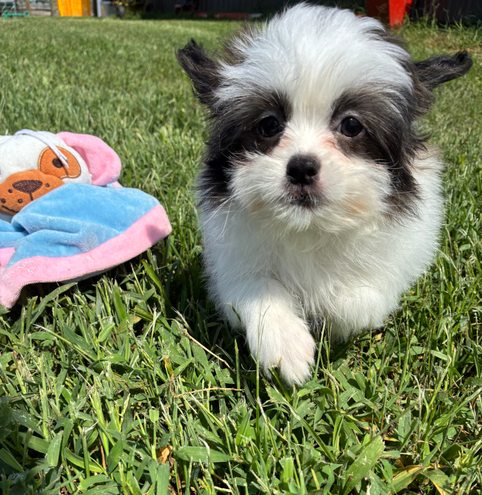 Cute Shih Pom Baby