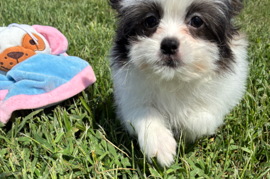 Cute Shih Pom Baby