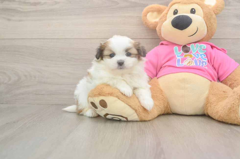 5 week old Shih Pom Puppy For Sale - Pilesgrove Pups