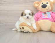 5 week old Shih Pom Puppy For Sale - Pilesgrove Pups 5 week old Shih Pom Puppy For Sale - Pilesgrove Pups